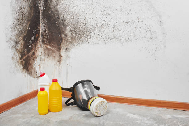 Certified Mold Removal in Marcus Hook, PA