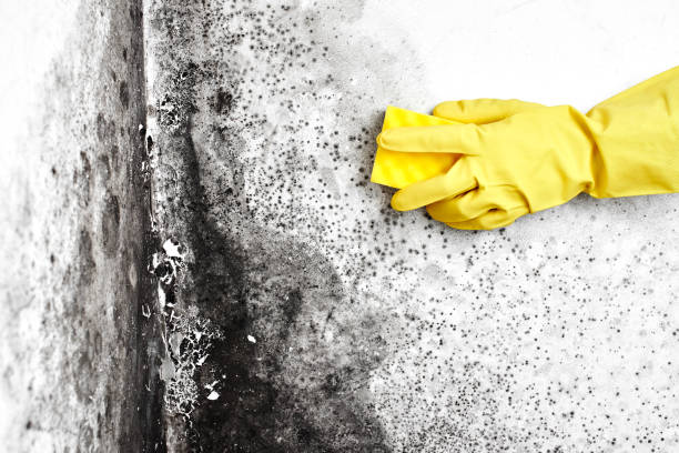Best Attic Mold Removal  in Marcus Hook, PA