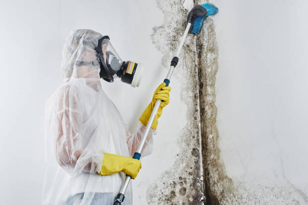 Best Mold Removal Process  in Marcus Hook, PA