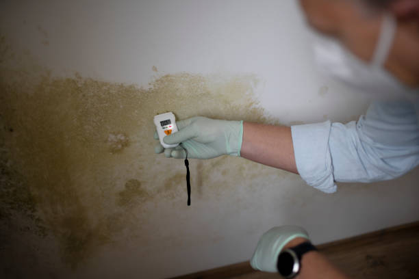 Best Home Mold Removal  in Marcus Hook, PA