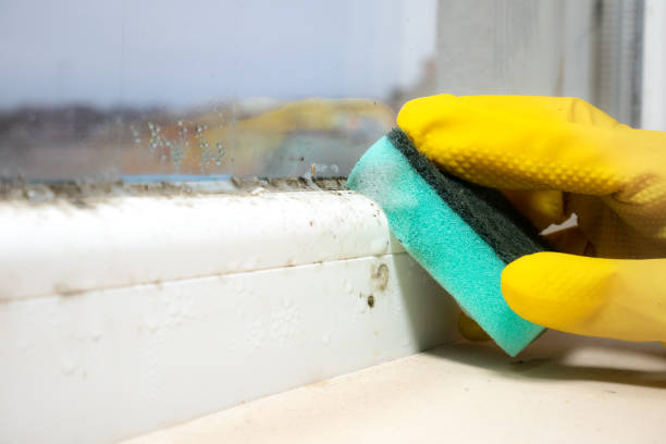 Best Crawl Space Mold Removal  in Marcus Hook, PA