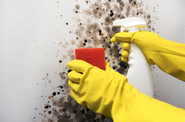 Best Local Mold Removal Service  in Marcus Hook, PA