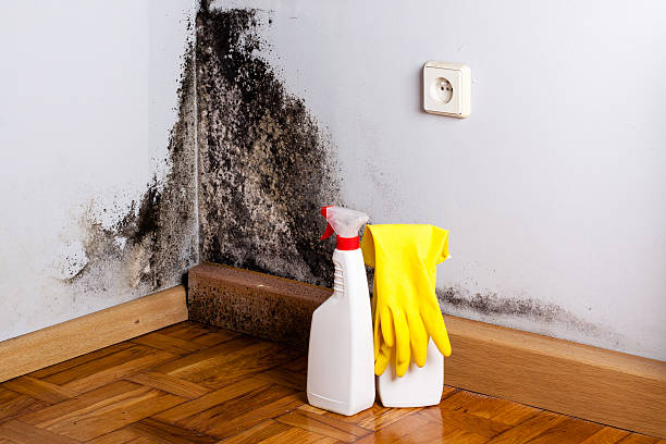 Best Crawl Space Mold Removal  in Marcus Hook, PA