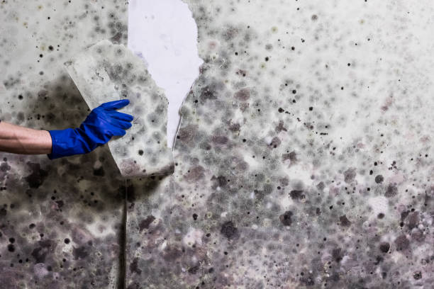 Best Residential Mold Removal  in Marcus Hook, PA