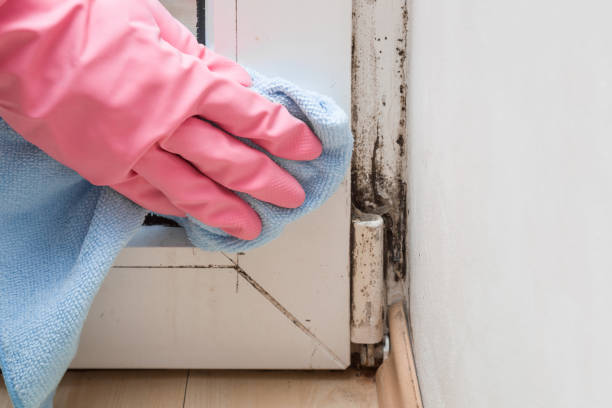 Best Home Mold Removal  in Marcus Hook, PA