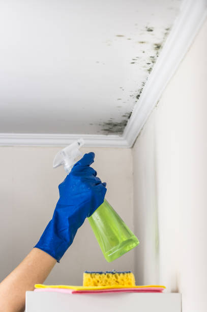 Trusted Marcus Hook, PA Mold Removal Experts